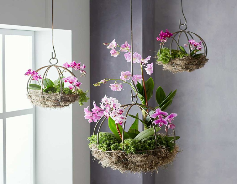 Rahasia Rumah Penuh Energi Positif! Ini 5 Tanaman Hias Pembawa Hoki di Dalam Rumah