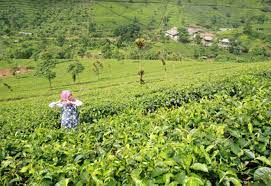 Pesona Kebun Teh Cipasung yang Memikili Daya Tarik tersendiri, Ini Dia Rute Jalan Tercepatnya