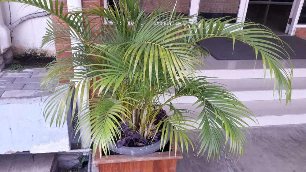 8 Tanaman Pekarangan Rumah Pembawa Keberuntungan, Rezeki, Harmoni, Sejuk dan Perawatannya Mudah