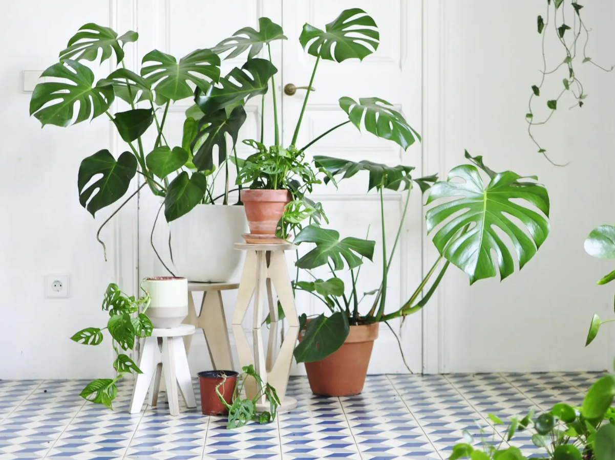 Tanaman Hias Feng Shui yang Bikin Hoki, Mitos atau Fakta?