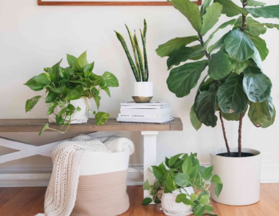 Bawa Hoki Bagi Pemilik, Berikut 5 Tanaman Hias Pembawa Rezeki yang Mudah Dirawat 