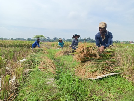 Petani Panen Serentak, Harga Gabah Normal di Majalengka Utara