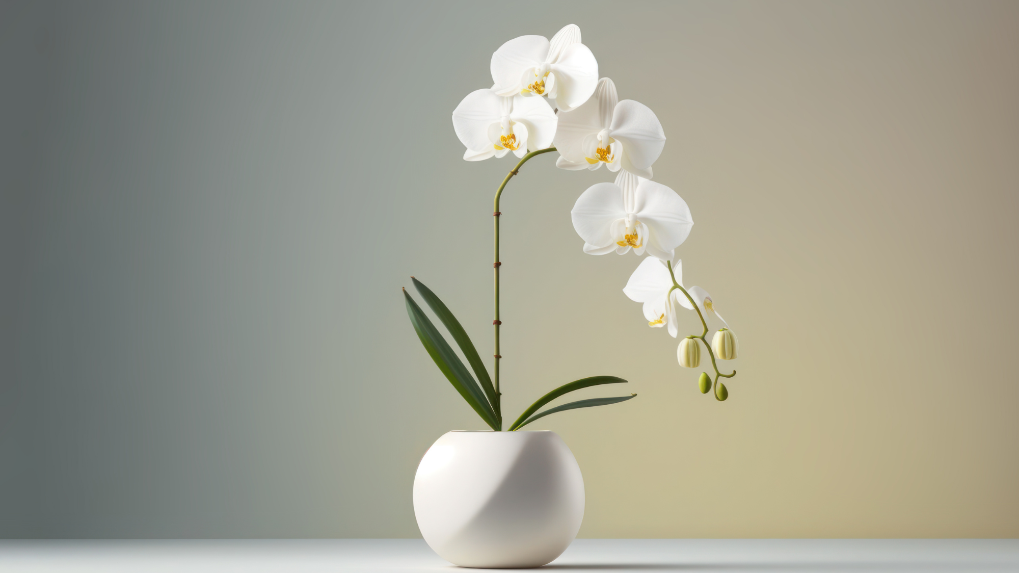 Bikin Rumah Lebih Sehat! 6 Tanaman Hias Hidroponik Pembersih Udara Cantik dan Mudah Dirawat