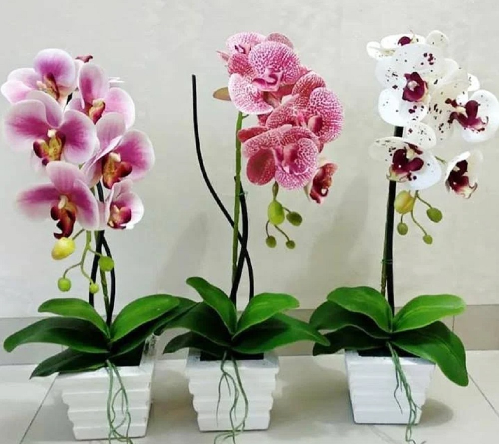 Bikin Rezeki Mengalir Deras, Ini Dia 5 Tanaman Hias Pembawa Hoki yang Cocok di Dalam Rumah