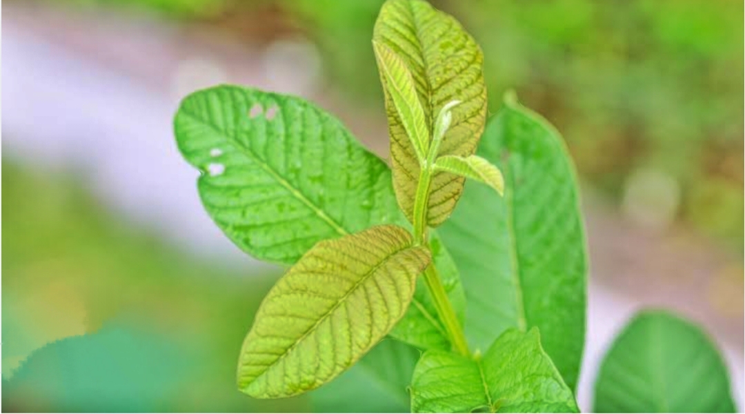 5 Manfaat Daun Jambu Biji Yang Menyehatkan Tubuh