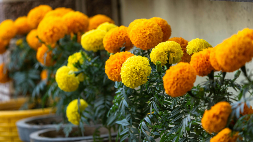 Jarang Disiram Tapi Tetap Cantik! 6 Tanaman Hias Depan Rumah Tahan Panas yang Mudah Dirawat