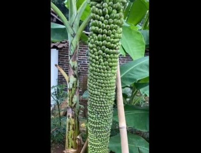 Pohon Pisang Seribu di Majalengka, Lihat Penampakannya