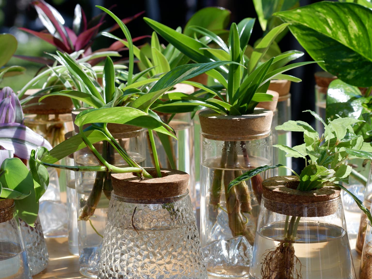 5 Tanaman Hias Hidroponik Indoor yang Bisa Hidup Tanpa Media Tanah