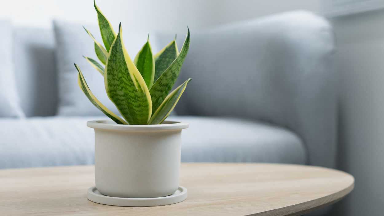 Udara Rumah Lebih Bersih dan Sehat! Ini 7 Tanaman Indoor yang Ampuh Serap Polutan Berbahaya!