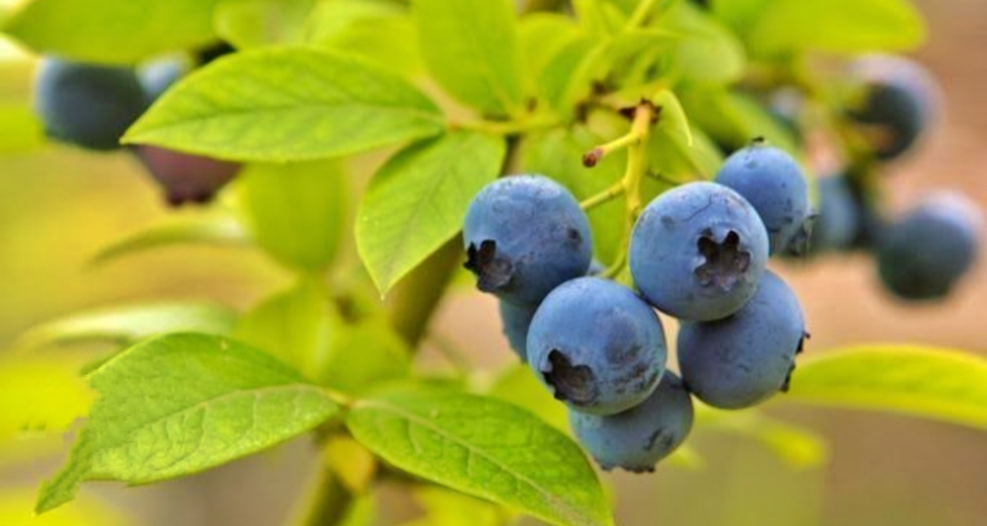 Blueberry Mengandung Banyak Manfaat?! Berikut Deretan Manfaatnya Bagi Tubuh