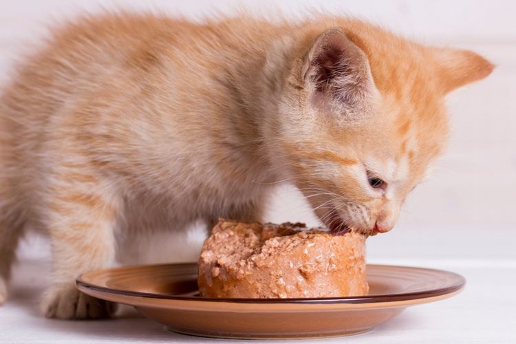 Rekomendasi Makan Basah (Wet Food) Kucing, Memenuhi Kandungan Nutrisi Kucing