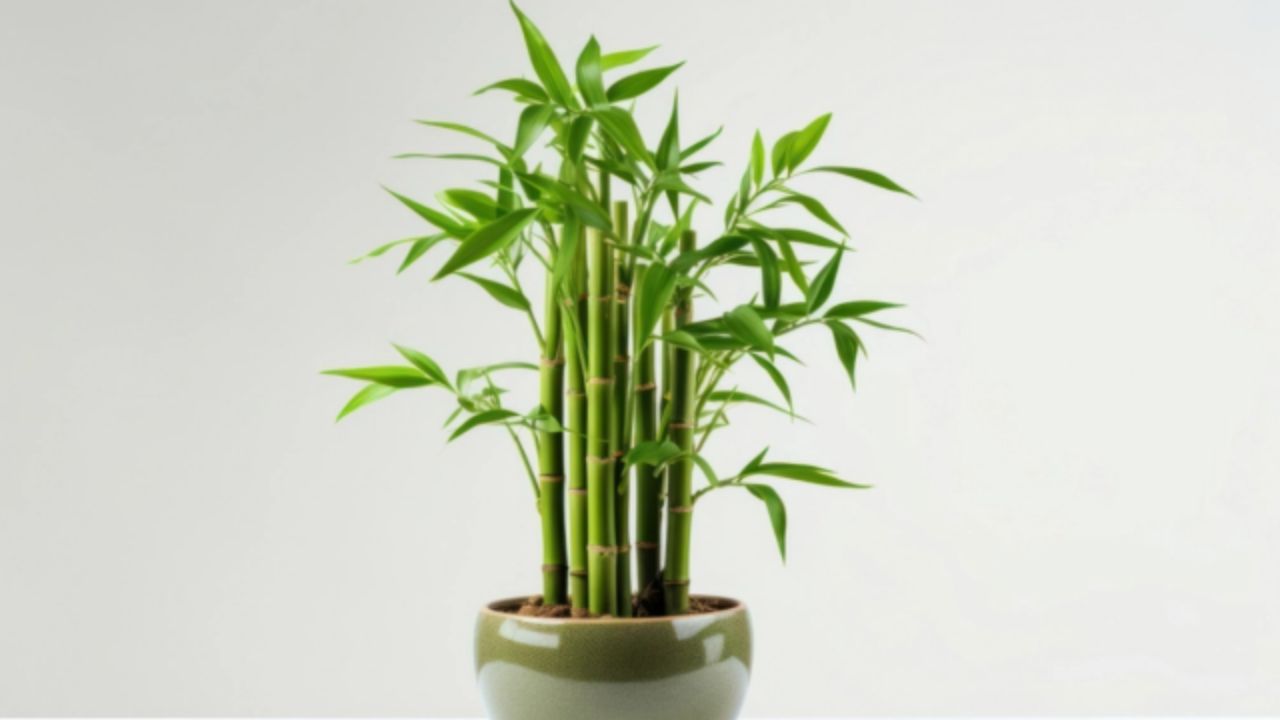 3 Fakta Dibalik Tanaman Pembawa Keberuntungan Populer, Bukan Sekadar Mitos!