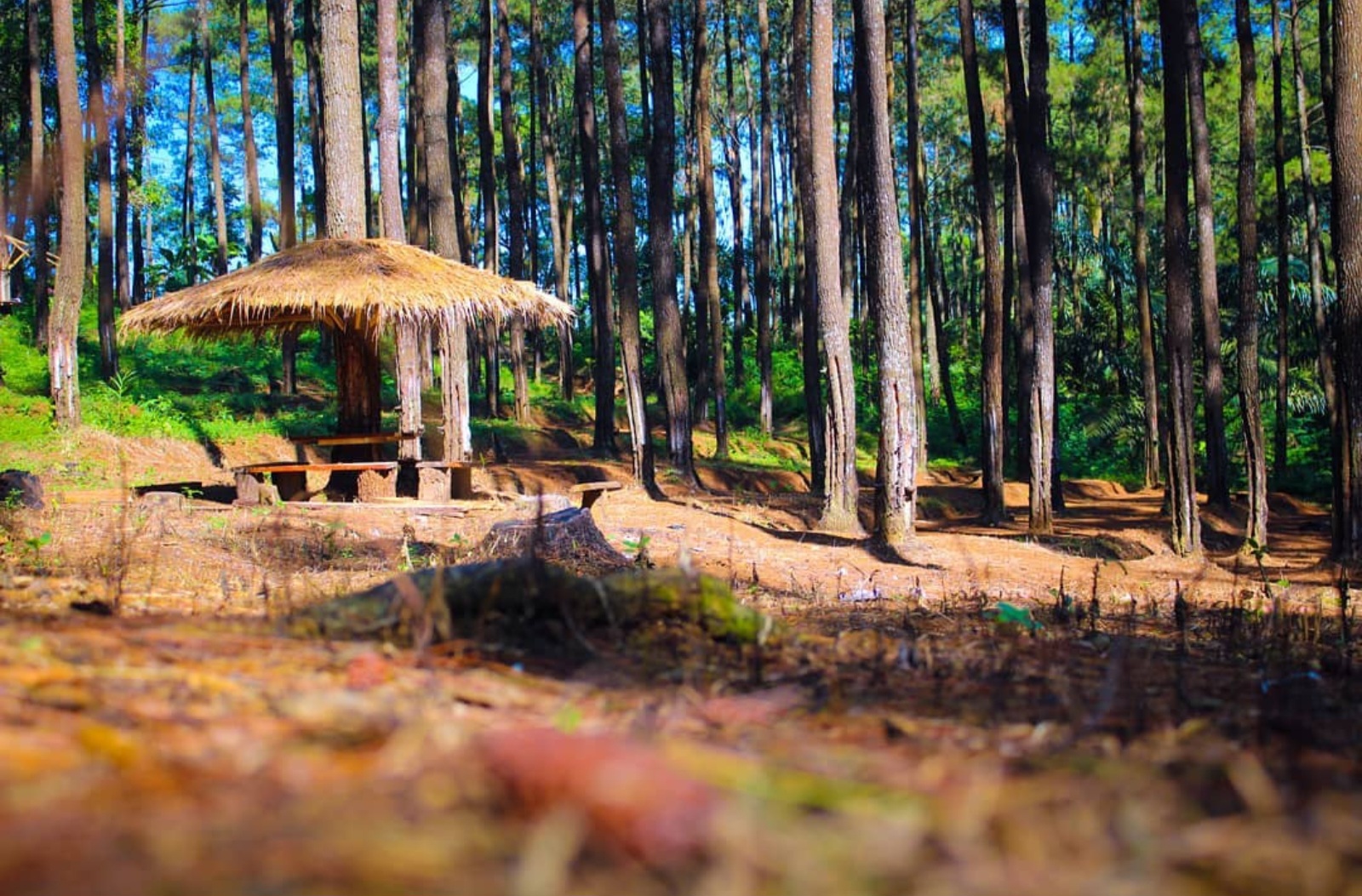 MAIN YUK! Ini 5 Hutan Pinus Majalengka Terpopuler, Murah Meriah dan Instagramable