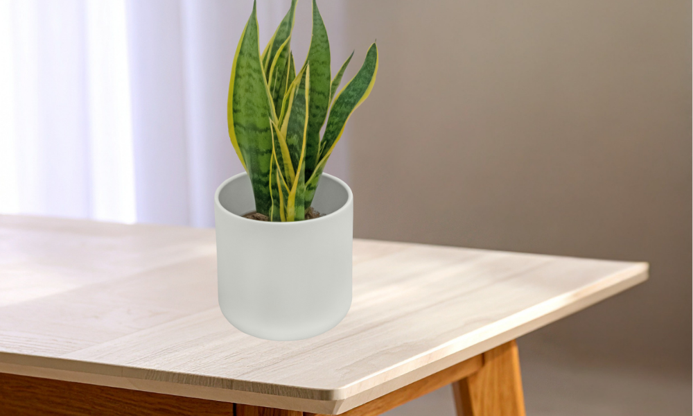 Bukan Hanya Pajangan, Ini 10 Tanaman Hias Penarik Rezeki dan Energi Positif!