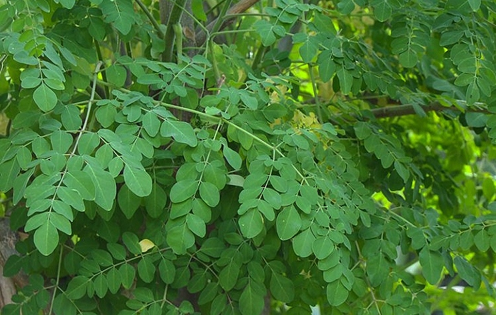 Yuk! simak 4 manfaat daun kelor bagi kesehatan tubuh kita