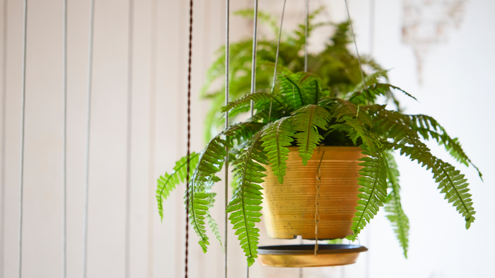 Ini 7 Tanaman Hias yang Bikin Rumah Sehat & Dipercaya Membawa Rezeki Berlimpah
