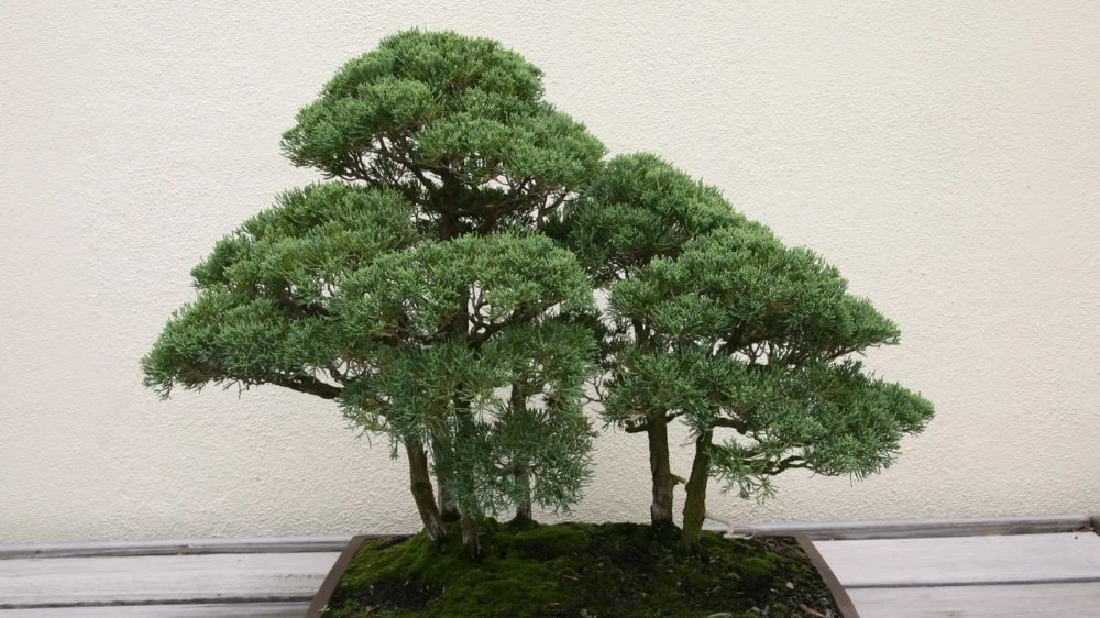 Gak Perlu Tanah, 5 Tanaman Hidroponik Indoor Ini Subur, Estetik, dan Super Mudah Dirawat di Rumah