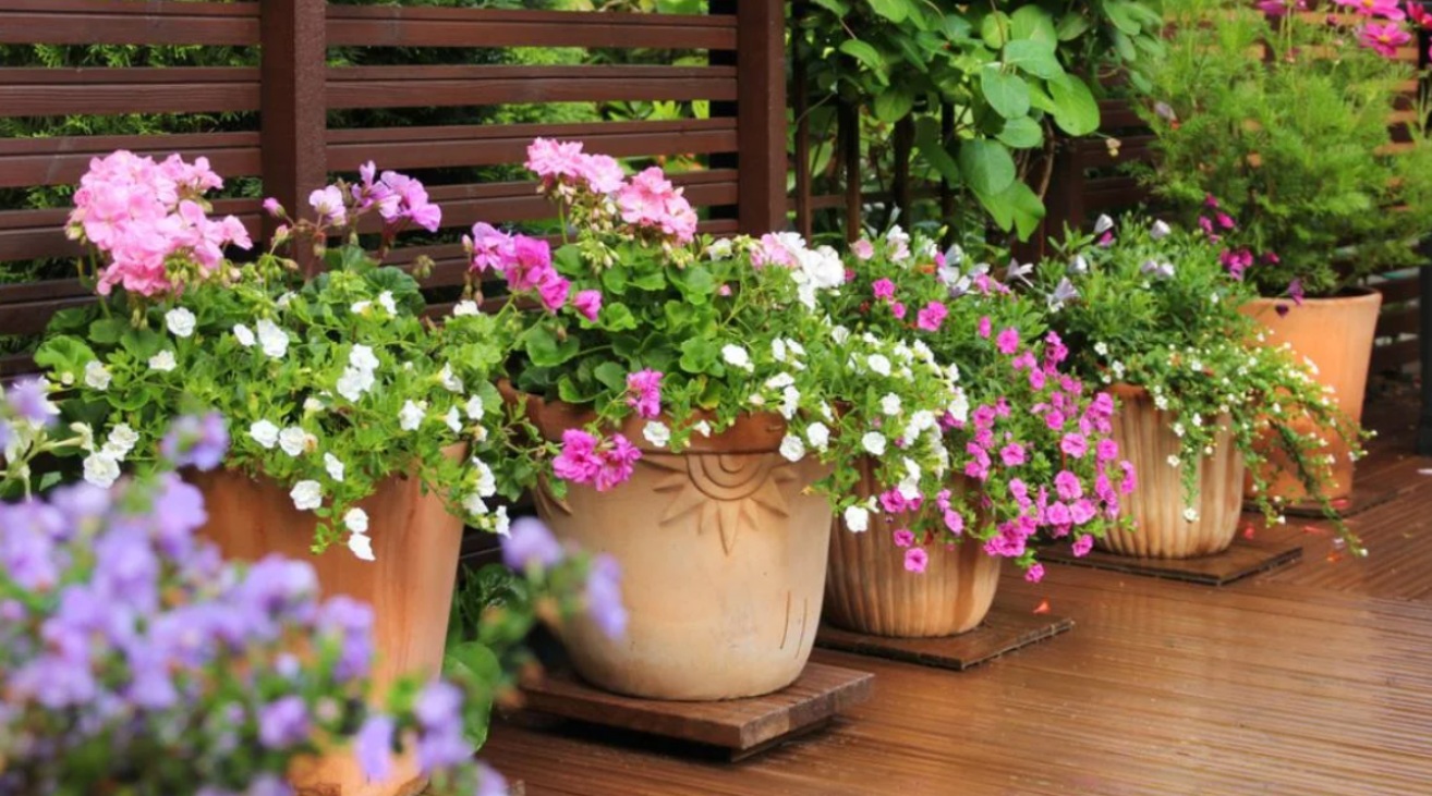 Percantik Teras dan Halaman! 5 Tanaman Hias Outdoor Ini Disebut Pembawa Rezeki Bagi Hunian