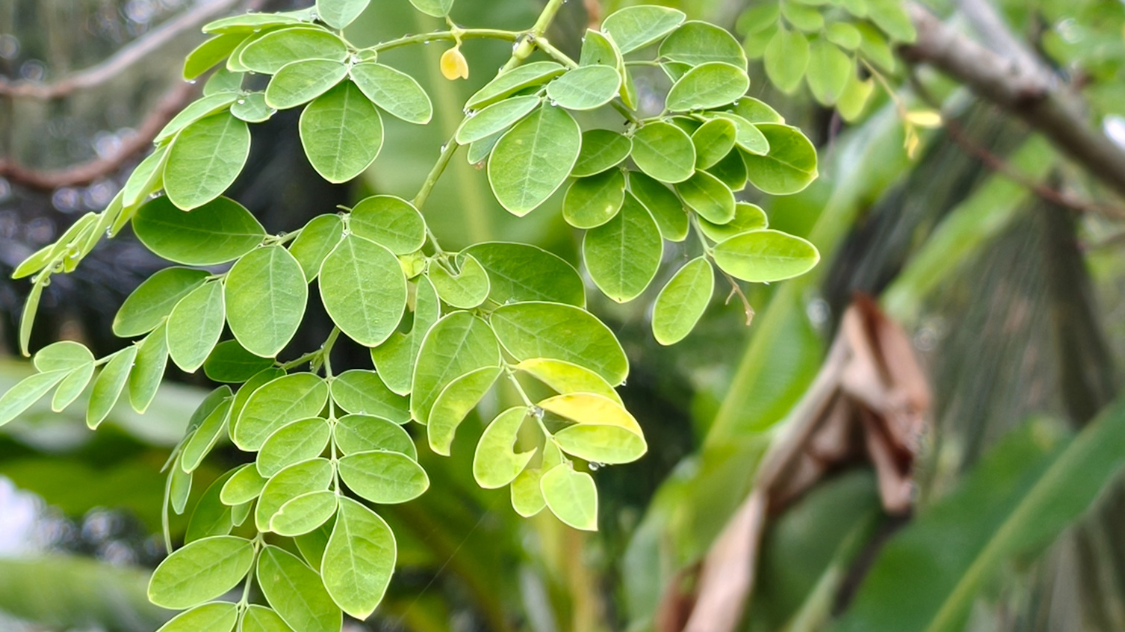 Dipercaya Turun-Temurun, Ini 5 Tanaman Hias Penangkal Santet dan Energi Negatif!