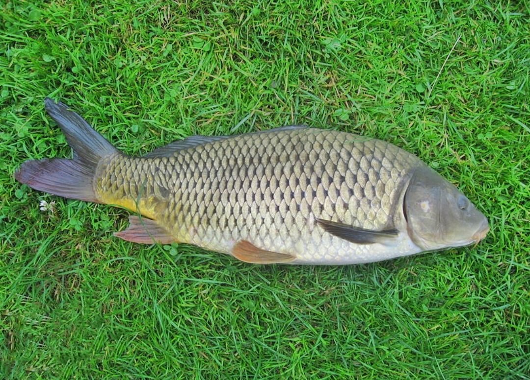 Ikan Mas Dapat Mengendalikan Tekanan Darah? Berikut Beberapa Manfaat Ikan Mas Yang Menyehatkan Tubuh 