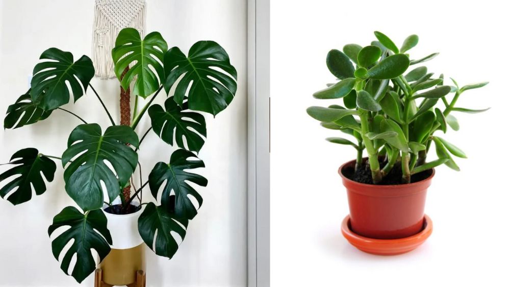 Tampilan Asri dan Bermakna, 6 Tanaman Hias Depan Rumah Pembawa Hoki Menurut Feng Shui