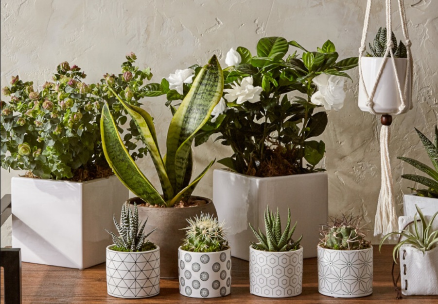 Bawa Berkah dan Rezeki! Ini 7 Tanaman Hias Pengundang Keberuntungan yang Cocok di Dalam Rumah