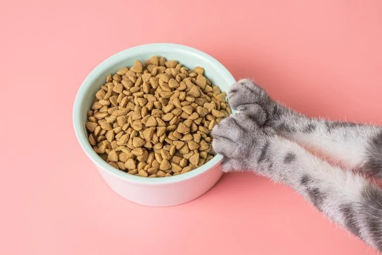 Makanan Kucing Kering (Dry Food), Memberikan Nutrisi Maksimal !