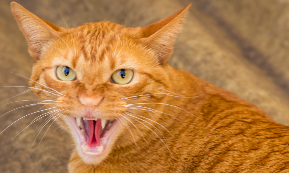 Jangan Anggap Sepele, Ini 8 Tanda Kucing Rabies yang Bisa Menular ke Manusia!