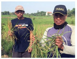 Gagal Panen, 273 Hektare Sawah Diserang Tikus