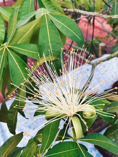 Bukan Mitos! Taruh Tanaman Ini di Rumah, Bisa Membawa Keberuntungan