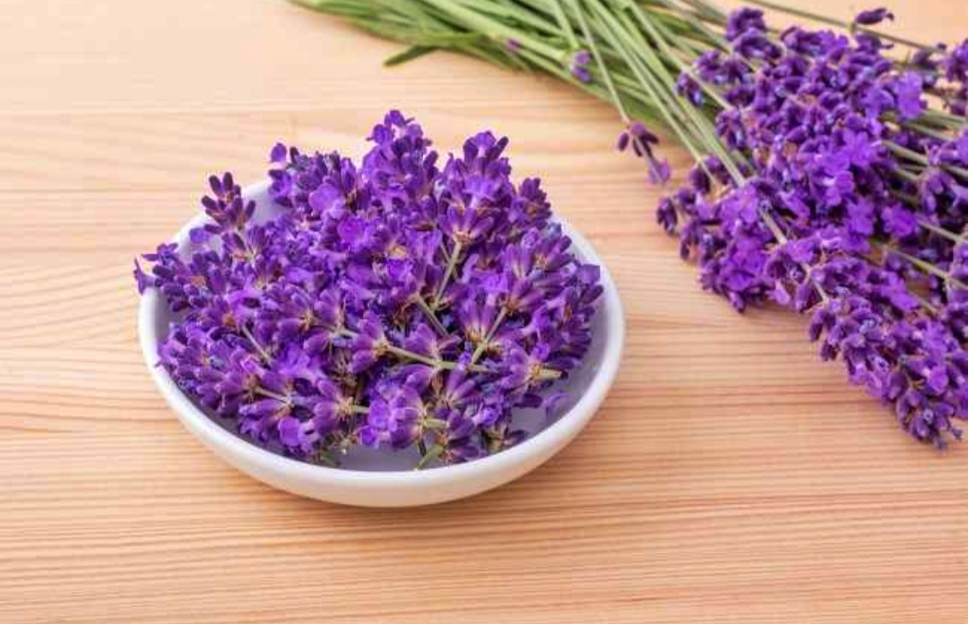 Lavender bisa mengusir nyamuk pergi loh! Berikut manfaat yang terkandung dalam tanaman lavender 