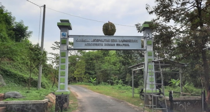 Menilik Agrowisata Kampung Durian Sinapeul Majalengka, Pecinta Durian Wajib Datang Kesini! 