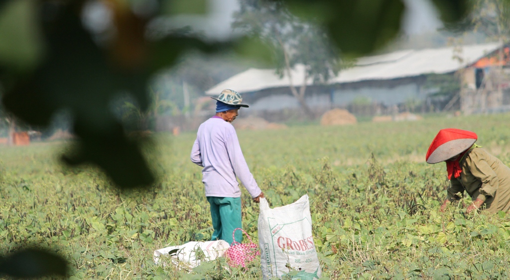 Faktor Cuaca, Petani Palawija Panen Satu Kali