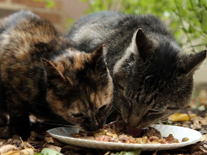3 Rekomendasi Makanan Kucing Kampung, Mudah Dijumpai