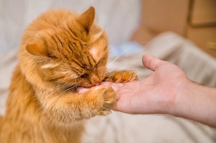 5 Cara Menjinakan Kucing Liar Supaya Dapat Dipelihara Di Rumah