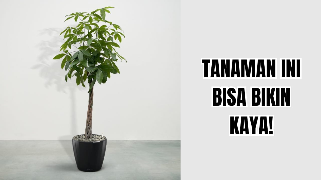 Menjemput Rezeki: Ini 3 Tanaman Hias Pembawa Keberuntungan 2026 Paling Dicari