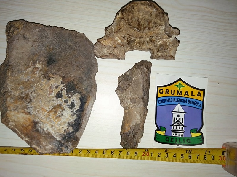 Fosil Rusa Purba di Majalengka, Ditemukan di Baribis, Disimpan di Gedung Juang 