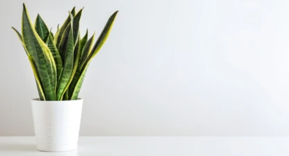 6 Tanaman Hias Pengusir Energi Negatif, Bisa Tolak Bala dan Polutan Berbahaya, Berikut Daftarnya