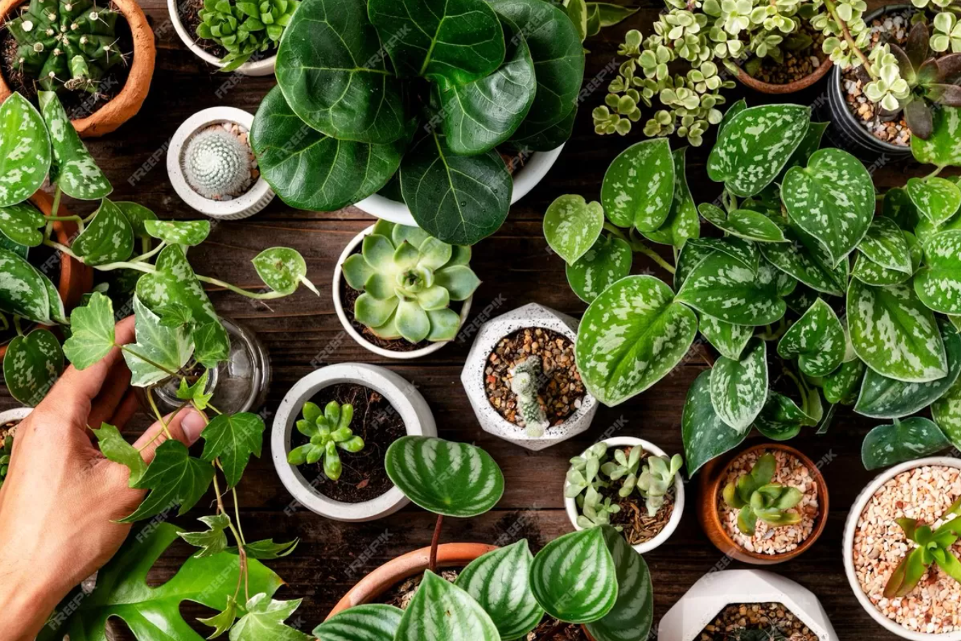 Tanaman Hias paling Instagramable Bikin Rumah Makin Estetik dan Udara Bersih