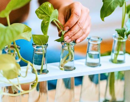 Buat Rumah Tetap Bersih & Segar, Ini 7 Jenis Tanaman Hias Hidroponik Terpopuler dan Mudah Dirawat