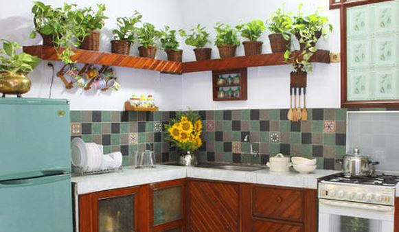 Pelancar Rezeki Pemilik, Ini 5 Tanaman Pembawa Rezeki dan Keberuntungan Serta Pandangan Islam