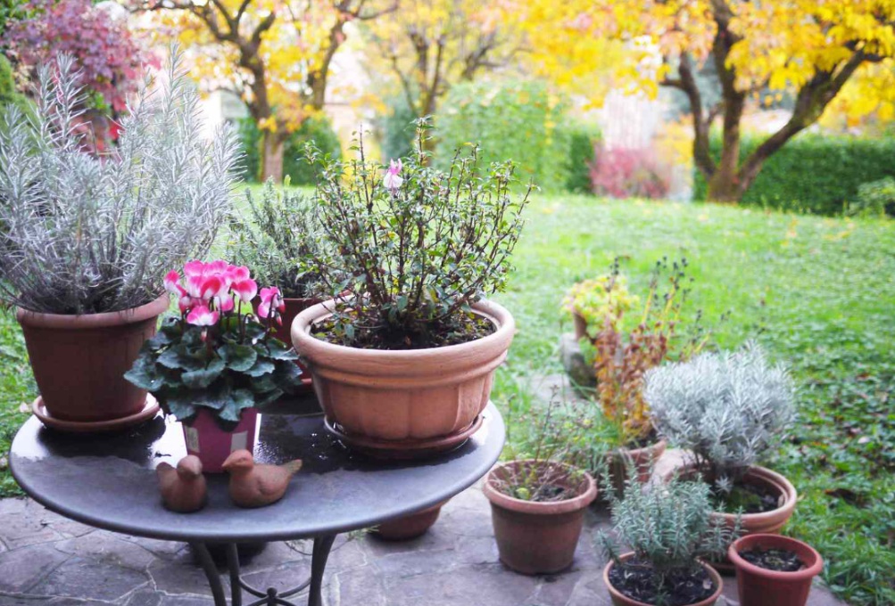 6 Tanaman Minimalis Outdoor Favorit Pemilik Rumah, Cantik, Praktis, dan Mudah Dirawat