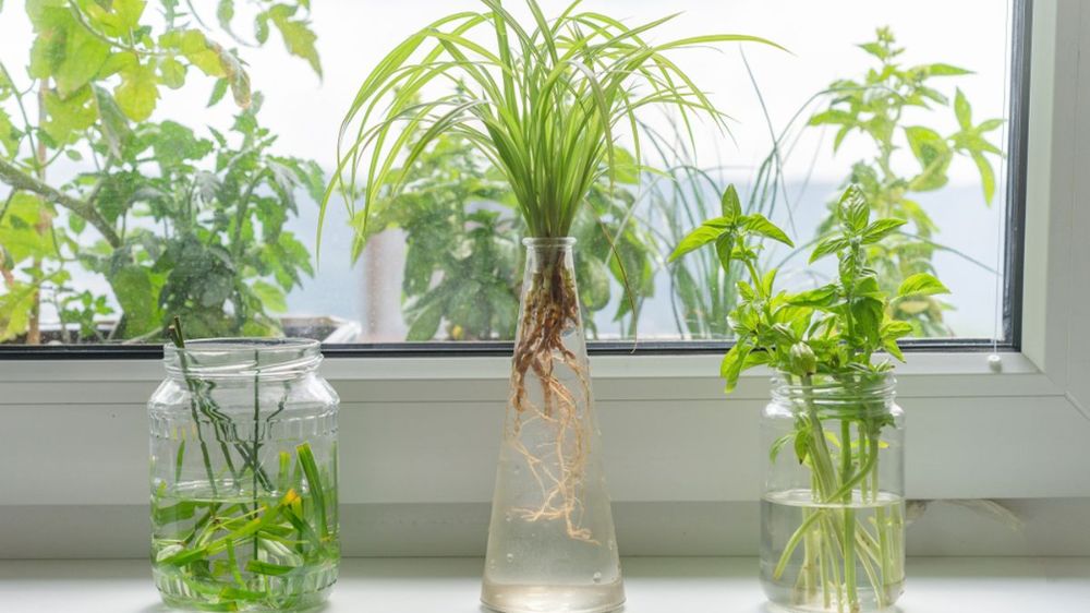 9 Tanaman Hias Hidroponik Estetik dan Mudah Dirawat Cocok untuk Meja Kerja, Kamar dan Sudut Rumah