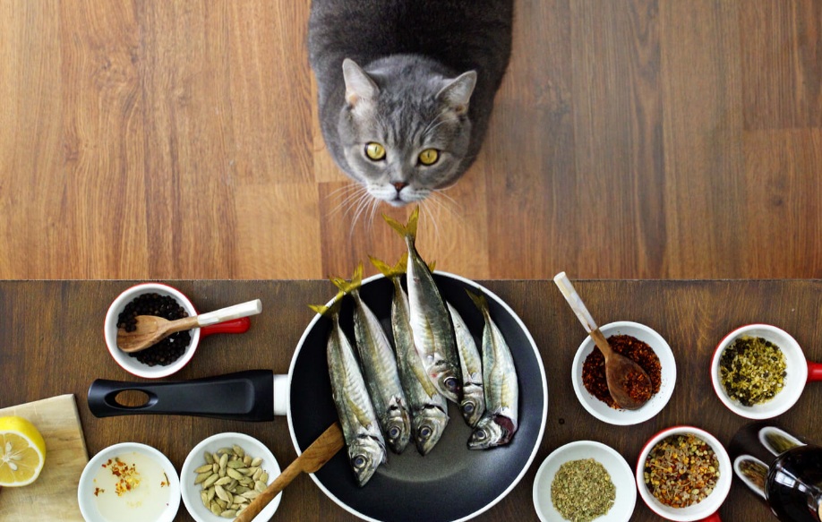Resep Membuat Makanan Kucing Sendiri, Mengandung Protein