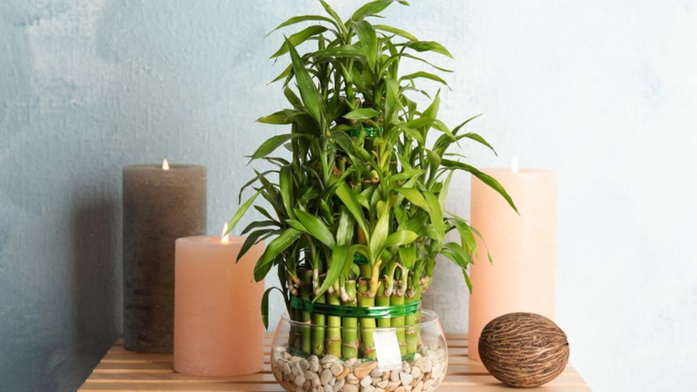 Banyak yang Salah, Ini 5 Penempatan Bambu Air Menurut Feng Shui Agar Rezeki, Karier dan Energi Rumah Lancar