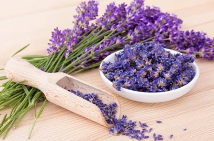 Serap Polusi dan Bau Secara Alami, Berikut 5 Tanaman Hias Penyerap Bau di Rumah