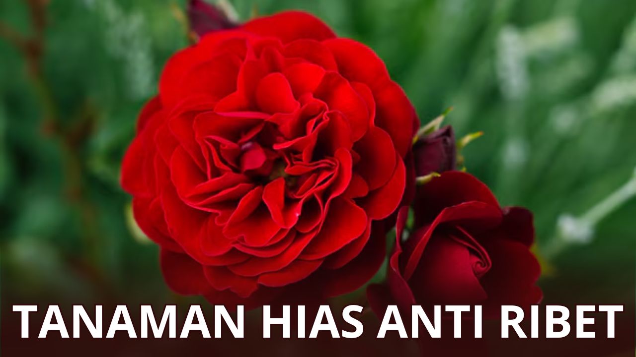 Kumpulan Tanaman Hias Bunga yang Bisa Kamu Rawat Sendiri di Rumah! Ini Daftarnya