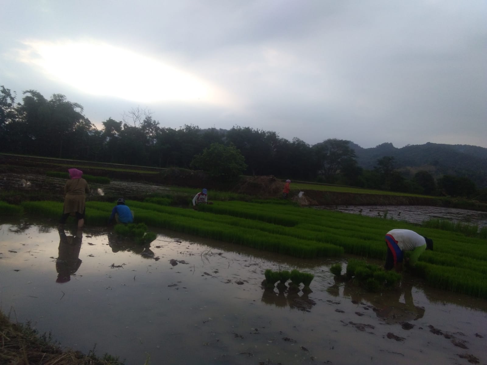 Petani di Kelurahan Majalengka Kulon Mulai Tanam Padi 