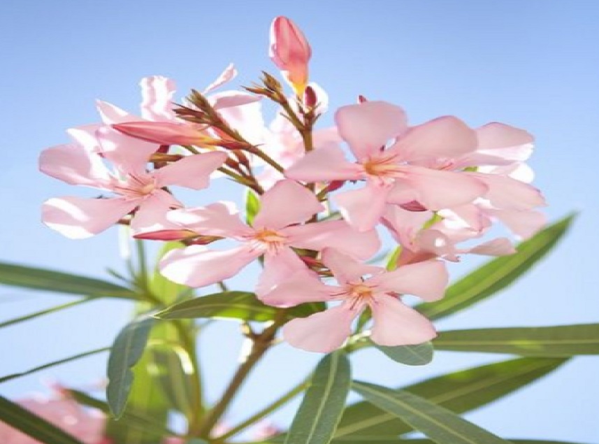 Sebaiknya Tidak di Tanam, Berikut 5 Jenis Tanaman Bunga yang Memiliki Racun Berbahaya