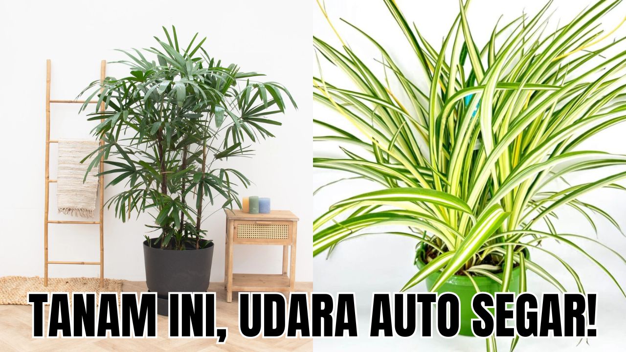 5 Tanaman Indoor Pembersih Udara Dalam Ruangan Ini Bisa Bantu Kamu Redakan Stress Pasca Bekerja
